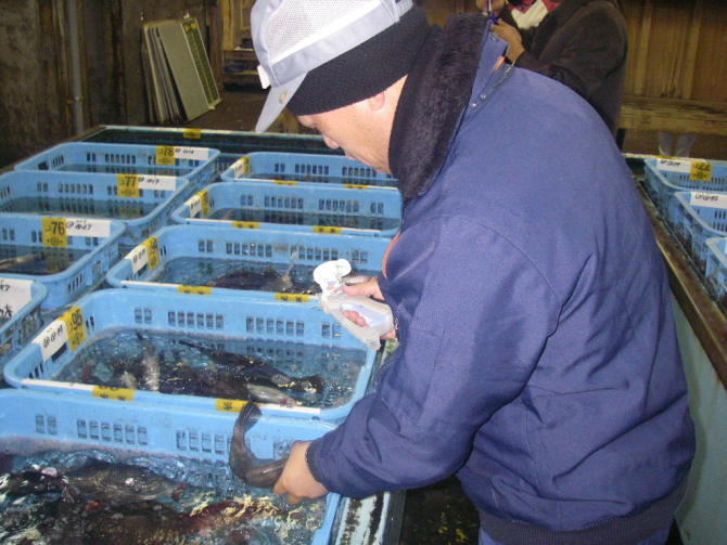 東都水産㈱ 活魚売場